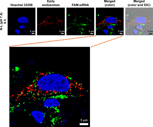 Figure S1 Intracellular trafficking and distribution of FAM-siRNA in MCF-7 cells.Notes: The cells were treated with FAM-siRNA-encapsulated N-L at 37°C. The FAM-siRNA concentration was 350 nM. Cell nuclei and early endosomes were counterstained with Hoechst 33258 (blue) and CellLight Early Endosomes-RFP BacMam 2.0 (red), respectively. FAM-siRNA fluorescence (green) was recorded. Magnification 63×.Abbreviations: DIC, differential interference contrast; FAM-siRNA, FAM-labeled small interfering RNA; N-L, nonmodified liposomes.