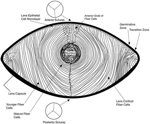 Figure 1. Anatomical structure of a young human lens depicting the formation of the fiber cell bundle layers around the nucleus. The capsule thickness is emboldened to demarcate the edge of the lens.