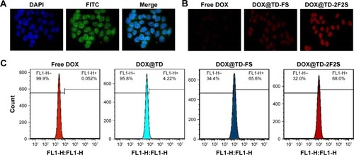 Figure 6 (A) Confocal microscopy images of HT-29 cells after incubation with FITC-labeled TD for 4 h (green FITC represented the location of TD); (B) confocal microscopy images of intracellular uptake of DOX by HT-29 cells after incubation with listed treatments for 2 h; (C) flow cytometry histograms of intracellular DOX uptake after incubation with listed treatments for 1 h.Abbreviations: DOX, doxorubicin; TD, tetrahedron; FITC, fluorescein isothiocyanate; F, folic acid; S, SL2B.