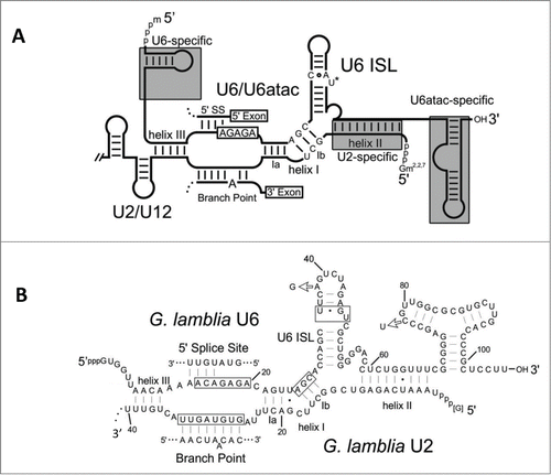 Figure 4. Secondary structures of major and minor spliceosomal snRNAs. (A) Consensus secondary structures and base pairing for the interaction between major U2/U6 and minor U12/U6atac spliceosomal snRNAs. Features distinctive of U2- and U12-dependent spliceosomes are indicated in gray boxes.(adapted from Hudson.Citation14) (B) Secondary structural predictions for the G. lamblia U2 and U6 snRNA interaction.Citation14 Conserved U2/U6 snRNA-snRNA intermolecular helices I to III are indicated, and important snRNA regions that bind intron elements or catalytic metal ions are boxed. ISL = intramolecular stem loop, SS = splice site.