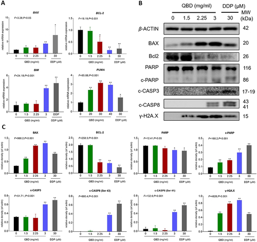 Figure 4 QBD (0, 1.5, 2.25, and 3 mg/mL) induced apoptosis in H1299 cells. (A) Relative mRNA expression of apoptosis-related genes in H1299 cells treated with QBD (0, 1.5, 2.25, and 3 mg/mL) or DDP (22.5 μg/mL) for 24 h. (B) Western blot analysis of related protein expressions in H1299 cells treated with QBD (0, 1.5, 2.25, and 3 mg/mL) or DDP (22.5 μg/mL) for 24 h. (C) The statistical analyses of the relative protein expressions. Data are presented as mean ± SD (n = 3). *P < 0.05, and **P < 0.01 vs control group.