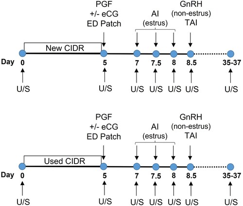 Figure 1. Illustration of the synchronization protocol used in this study. Holstein heifers (n = 133) at random stages of the estrous cycle were allocated to one of four treatments (2 × 2 design). Estrus detection (ED) patches were applied on Day 5. Transrectal ultrasonography (U/S) was done to determine cyclicity, ovulation, follicle diameter and pregnancy.