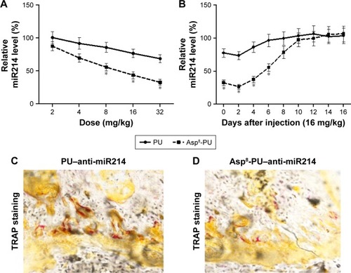 Figure 4 Dose–response pattern and persistence of miR214 knockdown in vivo.Notes: *P<0.05. (A) Dose-dependent anti-miR214 knockdown determined by real-time PCR and normalized to baseline after tail-vein injection of PU–anti-miR214 or Asp8-PU–anti-miR214 at doses of 2–32 mg/kg; (B) persistence of miR214 knockdown examined by real-time PCR and normalized to baseline after tail-vein injection of PU–anti-miR214 or Asp8-PU–anti-miR214 at dose of 16 mg/kg (data presented as means ± SE, n=6 per group); (C) representative bright-field microscopy of sections from distal femora with TRAP staining in mice treated with PU-Cy3-miR214 or Asp8-PU-Cy3-miRNA (bars 100 μm); (D) representative bright-field microscopy of sections from distal femora with TRAP staining in mice treated with Asp8-PU-Cy3-miR214 (bars 100 μm).Abbreviations: PCR, polymerase chain reaction; PU, polyurethane.