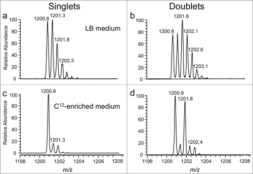Figure 11. Improvements in singlet and doublet identification using 12C-enriched medium as illustrated with the doubly-charged E. coli total tRNA RNase T1 digestion product A[ms2i6A]AACCGp (MW 2403.4 Da). (a) Mass spectrum from sample grown in LB medium and labeled with 16O during RNase T1 digestion. (b) Same sample as in (a) except labeled with both 16O and 18O during RNase T1 digestion. (c) Mass spectrum obtained when sample grown in 12C-enriched medium and labeled with 16O during RNase T1 digestion. (d) Same sample as in (c) except labeled with both 16O and 18O during RNase T1 digestion. Singlet and doublet identifications are simplified in (c) and (d), respectively, by use of 12C-enriched medium. Figure reproduced with permission from ref (Citation121).