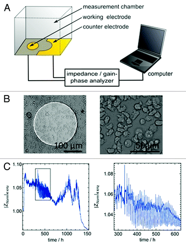 Figure 1. (A) Schematic illustration of the experiment comprising electric cell-substrate impedance sensing (ECIS) setup mounted on top of an optical microscope. The complex impedance between the small working electrode and the large counter electrode is measured with an impedance analyzer (SI 1260). (B) Optical micrograph of a D. discoideum covered gold-electrode. (C) Magnitude of normalized impedance of an ECIS electrode measured at 4 kHz (|Znorm|4kHz) as a function of time. The black box highlights the time period during which collective oscillations occur due to starvation conditions (C, right graph).