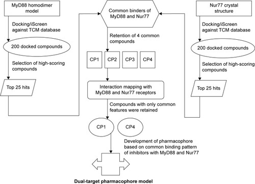 Figure 1 Strategy of dual-target inhibitor discovery against MyD88 and Nur77.