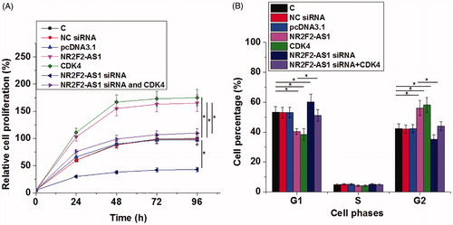 Figure 4. NR2F2-AS1 promote cell proliferation and cell cycle progression through CDK4. The effects of transfection on cell proliferation and cell cycle progression were analyzed by CCK- 8 (A) and cell cycle (B) assays, respectively. Mean values of three biological replicates were presented, *p < 0.05.