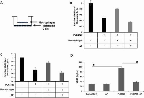 Figure 6. AP reverses macrophage inhibition of PLX4720 killing of melanoma cells. A. Macrophage and melanoma co-culture system. Melanoma cells were seeded on the bottom of tissue culture plates. Collagen type I was coated onto Transwell inserts (pore size 0.4 µm). Macrophages were then seeded onto the collagen layer. B. YUMM1.7 melanoma cells were co-cultured with bone marrow derived macrophages from C57Bl/6 mice polarized to the M2 phenotype with IL-4 in the presence of PLX4720 (1 µM) for 72 h. Macrophages treated with AP (0.1 µM) were pretreated with AP 18 h before co-culture with YUMM1.7 melanoma cells. Inserts were washed and then the media containing PLX4720 was added. Cell viability of the melanoma cells was determined and used to calculate the relative viability (treated cells to untreated cells). Data shown as mean ± SD. C. WM983B human melanoma cells were co-cultured with M2-polarized macrophages derived from human peripheral blood monocytes and in the presence of PLX4720 (1 µM) for 72 h. Groups treated with AP (0.1 µM) received an 18 h pretreatment with AP. Inserts were washed and then media containing PLX4720 was added. Cell viability of the melanoma cells was determined and used to calculate the relative viability (treated cells to untreated cells). Data shown as mean ± SD. D. Human macrophages derived from human peripheral blood monocytes were polarized to the M2 phenotype with M-CSF (10 ng/ml). AP samples were pretreated with 0.1 µM AP for 18 h. AP containing media was removed and fresh media containing PLX4720 (3 µM) was added. After 72 h media was collected and analyzed for VEGF protein by ELISA assay (R&D Systems). Data shown as mean ± SD. n = 3 per group; * = p ≤ 0.05 and # = p ≤ 0.01 compared to indicated group