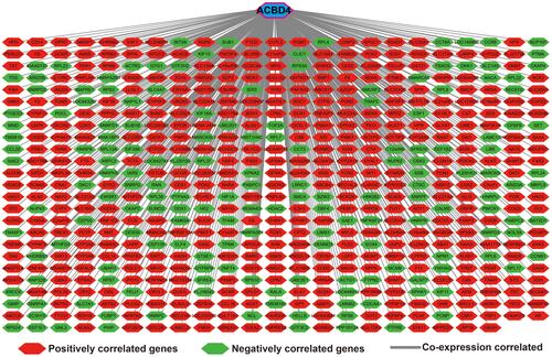 Figure 11 Genome-wide co-expression network of ACBD4 gene in HBV-related HCC tumor tissues of patients in GSE14520 cohort.