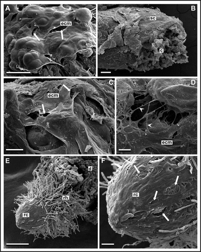 Figure 1 SEM images of kiwifruit endosperm-derived callus after callogenesis induction, long-term culture and organogenesis. (A) Layer composed of membranous, partially damaged (arrows) structure enveloping callus surface after long-term culture. (B–D) Callus induction after 3 weeks of culture. Remnants of seed coat (sc) and cells of non-morphogenic callus (c) are observed (B). However, some part of the callus surface is covered with fibrillar (arrowheads) and membranous extracellular matrix (ecm) with holes (arrows) (C and D). (E and F) Rhizogenesis after 6 weeks of culture. Root with root cap (rc) and root hairs (rh) is emerging from callus domain (d). Partly damaged (arrows) membranous material covering cells of root tip (F). Bars represent 50 µm for (D); 100 µm for (C and F); 200 µm for (A and B); and 500 µm for (E).