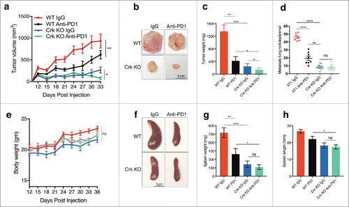 Figure 5. Crk knockout acts additively with anti-PD1 therapeutics in suppression of primary tumor weight: (a) WT or Crk KO 4T1 cells derived tumor growth in mice injected with either anti-PD1 antibody or isotype control. (b) Representative tumors from WT or Crk KO groups administered with IgG (isotype) or anti-PD1. (c-d) Primary tumor weight (c) and metastatic lung tumors quantification (d) analyses among the four groups. (e) Body weight analysis of WT or Crk KO tumor bearing mice upon administration of isotype or anti-PD1. f. Representative spleens from WT or Crk KO groups administered with IgG (isotype) or anti-PD1. Spleen weight (g) and length (h) analysis from the 4 groups. (n = 8/group). Error bars, S.D.; all P values are based on one-sided Student's t-tests. * P < 0.05, ** P < 0.001, **** P < 0.0001.