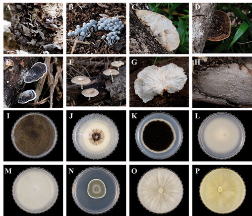 Figure 3. Major species of fruiting bodies (A–H) and fungal strains (I-P) from Chuuk and Kosrae, the Federated States of Micronesia. (A) Auricularia polytricha, (B) Coprinellus disseminates, (C) Fomitopsis ostreiformis, (D) Funalia aspera, (E) Leiotrametes menziesii, (F) Lentinus squarrosulus, (G) Marasmius palmivorus, (H) Tinctoporellus epimiltinus, (I) Aspergillus aculeatinus, (J) Aspergillus brunneoviolaceus, (K) Aspergillus neoniger, (L) Galactomyces candidum, (M) Gongronella butleri, (N) Penicillium citrinum, (O) Trichoderma guizhouense, and (P) Trichoderma reesei.