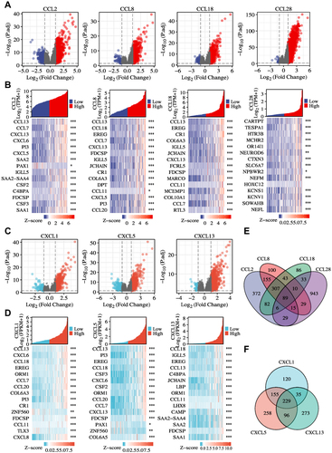 Figure 4 Volcano plots and heatmap plots of DEmRNAs between the expression of chemokinehigh and chemokinelow in GBM samples. (A–D) Differentially expressed genes for high expression of the prognosis-related chemokines vs low expression of the prognosis-related chemokines in GBM were shown in the volcano plots. Red represented upregulated genes, and blue indicated downregulated genes. Heatmaps of differentially expressed genes were shown in the lower panel. 15 significant DEGs were shown for each chemokine. (E) Common differentially expressed genes representation through Venn diagrams. 89 genes were found commonly from CCL2, CCL8, CCL18, and CCL28 datasets. (F) 229 genes were found commonly from CXCL1, CXCL5, and CXCL13 datasets. *p < 0.05, **p < 0.01, ***p < 0.001.