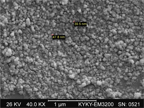 Figure 2 SEM imaging of green synthesized AgNPs.Abbreviations: AgNPs, silver nanoparticles; SEM, scanning electron microscopy.