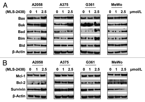 Figure 3. Expression levels of pro- apoptotic and pro-survival proteins in human melanoma cells treated with MLS-2438. A2058, A375, G361 and MeWo human melanoma cells were treated with MLS-2438 at various concentrations for 24 h. Cells were lysed for Western blot analysis using antibodies specific to pro-apoptotic Bcl-2 family proteins such as Bax, Bak, Bad, Bim and Bid and pro-survival proteins such as Mcl-1, Bcl-2 and Survivin. β-Actin was used as a loading control.