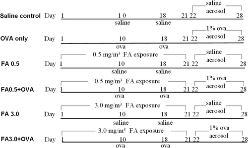 Figure 1.  OVA-combined FA exposure protocol. (1) saline control group; (2) OVA-immunized only group (OVA only); (3) 0.5 mg FA/m3 exposure group (FA0.5); (4) OVA-combined 0.5 mg FA/m3 exposure group (FA0.5+OVA); (5) 3.0 mg FA/m3 exposure group (FA3.0); and (6) OVA-combined 3.0 mg FA/m3 exposure group (FA3.0+OVA).