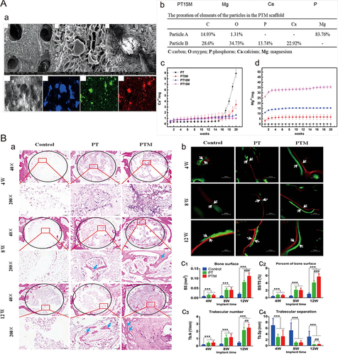 Figure 9 (A) Release of surface particles and accumulated magnesium ions and calcium ions during degradation by scaffold analysis. SEM images showed the morphology and particle distribution of the scaffold (a). Proportion ratio of each element in PTM stent (b) and cumulative release of Mg2+ (c) and Ca2+ (d). (B) Histological analysis of bone formation after stent implantation. Histological analysis of decalcified sections, in which the blue arrow shows new bone (a). Fluorescence microscope image of decalcified section, in which white arrow indicates bone formation (b). Quantitative analysis of new bone formation (c1–c4). n=3 in each group; compared with the control group, ***p<0.0001; compared with PT group, ##p<0.01, ###p<0.0001.