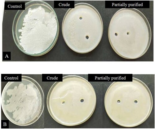 Figure 8. Antibiofilm activity of partially purified and crude amylase enzyme against two strains of EPS producing Bacillus sp. designated as (A) BITSNS010 (B) BITSNS018.