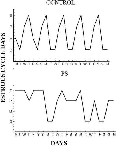Figure 3. Representative estrous cycles of control and prenatally stressed (PS) females during adulthood for three consecutive weeks. PS caused enlarged cycles with absence of diestrus periods, as well as an increase of days in estrus or proestrus. Estrus (E), Metestrus (M), Diestrus (D), Proestrus (P).
