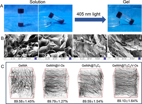 Figure 1 (A) Images of the GelMA@Ti3C2/V-Os solutions and the GelMA@Ti3C2/V-Os hydrogels. (B) SEM and (C) micro-CT images and porosity of different group hydrogels, the scale length is 20μm.