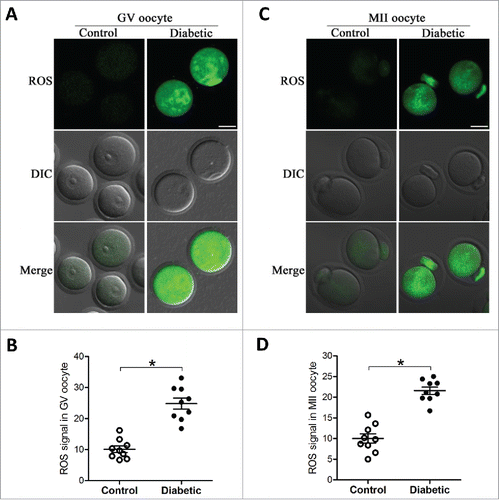 Figure 1. Increased ROS levels in oocyte from diabetes mice. GV and MII oocytes collected from control and diabetic mice were stained by CM-H2DCFAD (green) to evaluate ROS levels. (A and C) Representative images of CM-H2DCFAD fluorescence in oocytes from control and diabetic mice. Scale bar: 25 μm. (B and D) Quantitative analysis of fluorescence intensity shown in A and C (n = 9 oocytes for each group). Data were expressed as mean ± SD from 3 independent experiments. *p < 0.05 vs control.