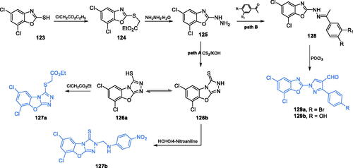 Scheme 29. Synthesis of 5,7-dichloro-1,3-benzoxazole-2-thiol derivatives as potential inhibitors of GlcN-6-P synthase, according to Satyendra et al. (path A)Citation98,Citation99. Synthesis of 5,7-dichloro-1,3-benzoxazole-2-yl derivatives as potential inhibitors of GlcN-6-P synthase according to Jayanna et al. (path B)Citation100.