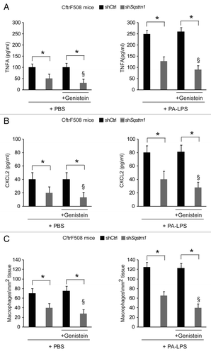 Figure 4. Direct Sqstm1 depletion enables the activity of Genistein in controlling either constitutive or LPS-triggered lung inflammation in vivo in CftrF508del homozygous mice. (A–C) Four days after transduction with shControl (shCtrl) or shSqstm1, CftrF508del mice were treated once with intraperitoneal PBS or genistein (Gen) followed by aerosolized PBS (left panels) or PA-LPS (right panels) challenge and sacrificed after 24 h. ELISA detection of TNFA (A) and CXCL2 (B) protein levels in lung homogenates. (C) Number of CD68+ macrophages (per mm2 of lung tissue) counted in 15–20 different random selected fields per lung per mouse for each experimental group. Mean ± SD of triplicates for each experiment. *p < 0.01; §p < 0.05 vs shSQSTM1 in the absence of treatment with Genistein (ANOVA).