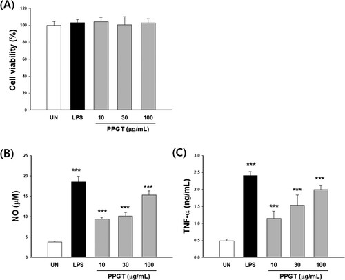 Figure 3. Effect of PPGT on macrophage activation. RAW264.7 cells were treated with 10, 30, or 100 μg/mL PPGT or 1 μg/mL LPS for 24 h, after which, cell viability (A), NO (B) and TNF-α (C) secretion was measured. The values shown are means ± SD. **p < .01, ***p < .001 compared with the untreated (UN) group.