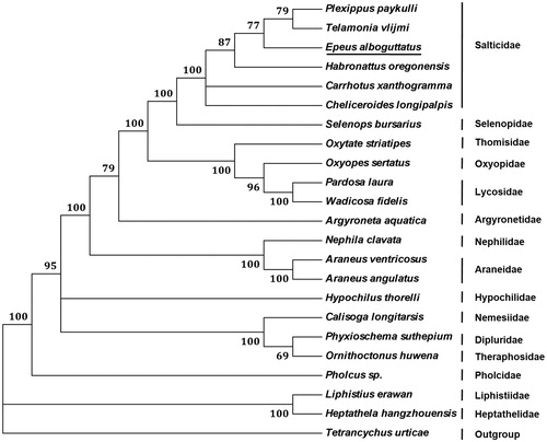 Figure 1. Phylogenetic tree showing the relationship between E. alboguttatus and 21 other spiders based on neighbour-joining method. Tetranychus urticae was used as an outgroup. GeneBank accession numbers used in the study are the following: Plexippus paykulli (KM114572), Telamonia vlijmi (NC_024287), Habronattus oregonensis (AY571145), Carrhotus xanthogramma (KP402247), Cheliceroides longipalpis (MH891570), Selenops bursarius (KM114573), Oxytate striatipes (KM507783), Oxyopes sertatus (KM272950), Pardosa laura (KM272948), Wadicosa fidelis (NC_026123), Argyroneta aquatica (KJ907736), Nephila clavata (NC_008063), Araneus ventricosus (KM588668), Araneus angulatus (KU365988), Hypochilus thorelli (NC_010777), Calisoga longitarsis (NC_010780), Phyxioschema suthepium (NC_020322), Ornithoctonus huwena (NC_005925), Pholcus sp. (KJ782458), Liphistius erawan (NC_020323), Heptathela hangzhouensis (AY309258), and Tetranychus urticae (EU345430). Spider determined in this study was underlined.