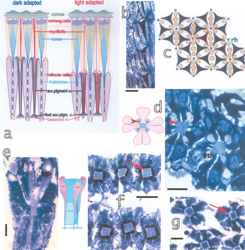 Figure 6. a, Schematic drawing of dark‐adapted and light‐adapted ommatidia showing also the components of the ommatidia. b, Tangential section at the distal side of the basement membrane, black: the feet of the accessory pigment cells attached to the basement membrane, blue: the proximal retinular cells passing through the basement membrane. Bar: 50 µm. c, Drawing of the proximal rhabdom tips (blue, rh), retinular cells (yellow) and feet of accessory pigment (black) cells. Outlined in red an accessory pigment cell and the rhabdom tips of the three ommatidia connected by this accessory pigment cell. d, The distal retina surface with the rhabdoms, the four lobes of the eighth retinular cell and the four cone extensions on the rhabdom corners (arrowhead). On the left drawing of the section showing the cone extensions on the rhabdom corners and the four lobes of the eighth retinular cells. Seven normal retinular cells and six accessory pigment cells surround each rhabdom. Bar: 20 µm. e, Longitudinal section of the distal retina showing two of the four lobes of the eighth retinular cell, the rhabdom and distal tips of the retinular cells. Bar: 20 µm. The drawing shows the correlation between the lobes of the eighth cell and the rhabdom. f, Section through a dark‐adapted and g, a light‐adapted retina. Perirhabdomal spaces (arrows) are slightly wider in dark‐adapted eyes and black pigment accumulated around the distal rhabdom. Bar in f: 30 µm, in g 20 µm.