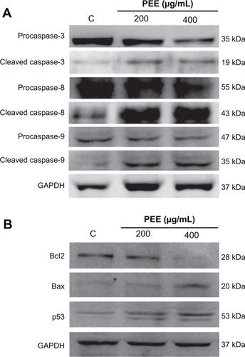 Figure 3 PEE-induced activation of caspases (A) and regulated pro-apoptotic proteins (B). Cells were treated with 200 and 400 μg/mL PEE for 24 hours and then were lyzed for the determination of the indicated protein levels by immunoblotting. GAPDH was used as internal control.