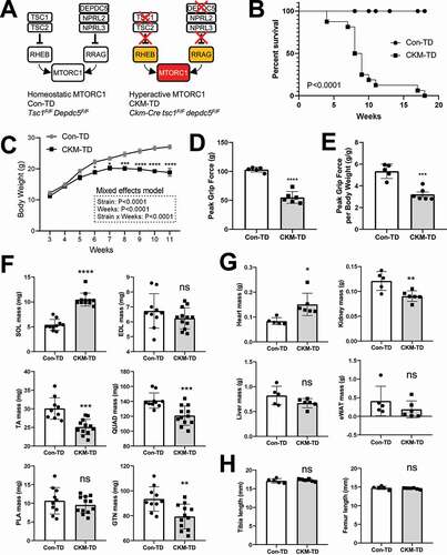 Figure 1. Muscle-specific deletion of both Tsc1 and Depdc5 (CKM-TD) produces early fatality associated with reduced body weight and grip force. (A) Schematic of unregulated MTORC1 hyperactivation in CKM-TD mice. (B) Survival analysis of Con-TD (n = 12) and CKM-TD (n = 16) male mice between 0 and 18 weeks of age. P-value is from the log-rank test. (C) Body weight curve analysis of Con-TD (n = 25) and CKM-TD (n = 14) male mice between 3 and 11 weeks of age. (D and E) Grip force analysis of Con-TD (n = 5) and CKM-TD (n = 6) male mice at ten weeks of age. (F-H) Weight (F and G) and size (H) of indicated tissues and organs of Con-TD (n = 5) and CKM-TD (n = 6) male mice at ten weeks of age. Data are presented as mean±SEM with individual values. *P < 0.05, **P < 0.01, ***P < 0.001, ****P < 0.0001, ns non-significant in Student’s t-test.