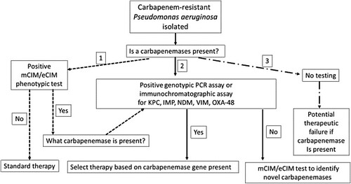 Figure 1. Laboratory-based screening options for the detection of carbapenemase-producers among carbapenem-resistant P. aeruginosa.