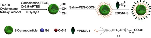 Figure 1 Schematic of the synthesis procedure for Gd@Cy5.5@SiO2-PEG-Ab NPs.
