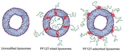 Figure 6 Schematic presentation of different liposomal nanocarriers. Green represents the polyethylene oxide chain of Pluronic® F127; red represents the polyoxypropylene chain of Pluronic F127.