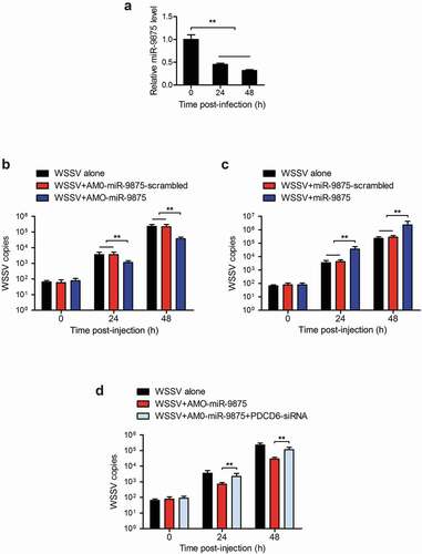 Figure 7. Enhancement of the WSSV proliferation by miR-9875 via targeting PDCD6 (a) The detection of miR-9875 expression in mud crabs upon the WSSV challenge using quantitative real-time PCR analysis. (b) Analysis of copy numbers of WSSV in mud crabs treated with either AMO-miR-9875 or AMO-miR-9875-scrambled. (c) The copy numbers of WSSV were detected in mud crabs treated with either miR-9875 or miR-9875-scrambled. (d) The participation of PDCD6 during the miR-9875-mediated virus promotion, AMO-miR-9875, WSSV and PDCD6-siRNA were co-injected into mud crabs, which was followed by the detection of the copy numbers of WSSV. Data presented were representatives of three independent experiments (**, p < 0.01).