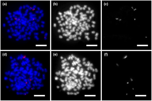 Figure 3. Physical localization of ribosomal genes on metaphase chromosomes in (a–c) Gymnocypris chui: (a) fluorescent in situ hybridization with 45S rDNA probe; (b) metaphase showing DAPI staining; and (c) sites of 45S rDNA; and (d–f) G. scleracanthus: (d) fluorescent in situ hybridization with 45S rDNA probe; (e) metaphase showing DAPI staining; (f) sites of 45S rDNA.