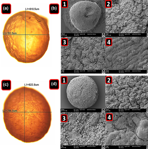 Figure 1. Optical microscopy of PB-SA (A) and PB-SA-CA (C) microcapsules. L1 corresponds to the vertical diameter and L2 to the horizontal diameter. SEM micrographs of PB-SA (B) and PB-SA-CA (D) microcapsules are also shown. Panels in B: (1) 200 μm scale, (2) surface morphology at 2 μm scale, and (3 and 4) 10 μm scale. Panels in D: (1) 200 μm scale, (2) surface morphology at 20 μm scale, and (3 and 4) 1 μm scale.