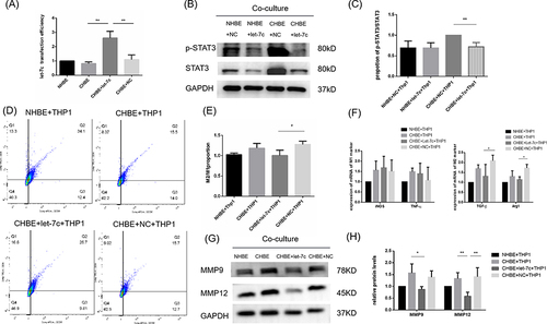 Figure 6 MicroRNA let-7 inhibits M2 macrophage polarization through the IL-6/STAT3 pathway. (A) PCR was performed to measure the transfection efficiency of the let-7c mimics. (B) Western blotting was performed, and (C) the relative protein levels of STAT3 and p-STAT3 were determined. (D) Flow cytometry was performed, and (E) the ratio of M2/M1 in the coculture cell model was determined. (F) The mRNA levels of M1 and M2 macrophage markers were measured by quantitative RT–PCR. (G) Western blotting was performed, and (H) the relative protein levels of MMP9 and MMP12 were determined. The data are the mean ± SD. *P<0.05; **P < 0.01.