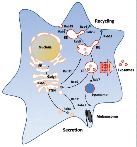 Figure 2. Schematic description of vesicular trafficking and its Rab GTPases regulation, which may not exist in a given cell type. The three Rab proteins regulating exosome secretion are highlighted by the red arrow.