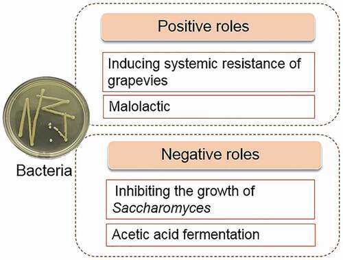 Figure 4. Roles of bacteria in the formation of botrytized grapes and wines.Figura 4. Funciones de la bacteria en la formación de uvas y vinos botritizados