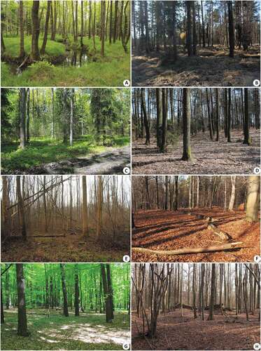 Figure 2. Typical habitats in examined managed stands: (a–b) B2, (c) D2, (d) H2, (e) L2, (f) M2, (g) MG2, (h) S2