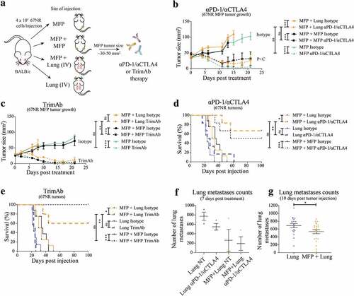 Figure 1. Presence of MFP tumors reduces lung tumor burden and enhances immunotherapy responses of lung tumor-bearing mice. (a) BALB/c mice were injected with 4 × 105 67NR tumor cells per injection in one MFP, contralateral MFPs (MFP + MFP), MFP and IV (MFP + Lung) and IV only (Lung). When MFP tumors were 30–50 mm2, mice were treated with 2 doses of 200 μg αPD-1 and 150 μg αCTLA4, 4 doses of 50 μg αDR5, 25 μg αCD40 and 25 μg α41BB (trimAb) therapy or 200 μg 2A3 rat IgG2 isotype control antibody. (b,c) Growth of MFP tumors in MFP tumor-bearing mice as described in A treated with either αPD-1/αCTLA4 (b) or trimAb (c). Data represented as mean ± SEM, representative of 2–3 independent experiments of n = 5–8 mice per group. Tukey’s multiple comparison test. (d,e) Survival of mice as described in (a) treated with either αPD-1/αCTLA4 (d) or trimAb (e). After 100 days mice were culled and tumor eradication was confirmed via autopsy. Data representative of 2 independent experiments, n = 5–8 mice per group. Mantel-Cox test. (f,g) Lungs of lung tumor-bearing mice were harvested and metastases enumerated during treatment (f) at 7 days post-treatment or before treatment (g) 10 days post tumor injection. (f) Representative experiment (n = 3 mice per group) (g) Pooled data from 3 independent experiments (n = 4–11 mice per group, per experiment). Data points represent lungs from individual mice. Unpaired t-test. Data (excluding (d) and (e)) represents mean ± SEM. ns P ≥ 0.05; *P < .05; **P ≤ 0.01; ***P ≤ 0.001; ****P ≤ 0.0001.