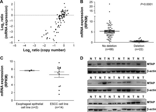 Figure 2 Decreased expression of MTAP mRNA and protein in ESCC.