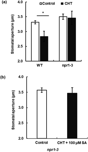 Figure 3. Impairment of chitosan (CHT)-induced stomatal closure in NPR1-disruption mutant npr1-3. (a) CHT at 50 µg/mL induced stomatal closure in WT, but not in the npr1-3 in the absence of SA. (b) 50 µg/mL CHT in the presence of 100 µM SA did not induce stomatal closure in the npr1-3 mutant. Each bar represents averages of stomatal apertures from at least total 60 stomata. Stomatal apertures from three independent experiments (n = 3) are shown. Error bars stand for SE. * indicates significant at p < 0.05.