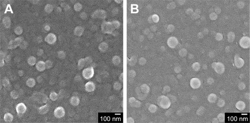 Figure 2 Morphology of (A) NPs-CTX and (B) FA-NPs-CTX imaged by SEM. Note: The scale bar represents 100 nm.Abbreviations: CTX, cabazitaxel; FA, folic acid; FA-NPs-CTX, FR-targeted nanoparticles loaded with cabazitaxel; FR, folate receptor; NPs-CTX, cabazitaxel-loaded nanoparticles; SEM, scanning electron microscopy.