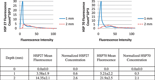 Figure 5. Histograms for quantification of Hsp27 and Hsp70 fluorescence and corresponding Hsp27 and Hsp70 mean fluorescence, standard deviation, and normalised concentration at tumour depths of 0, 1, 2 mm measured 16 h following laser irradiation with nanoshells.