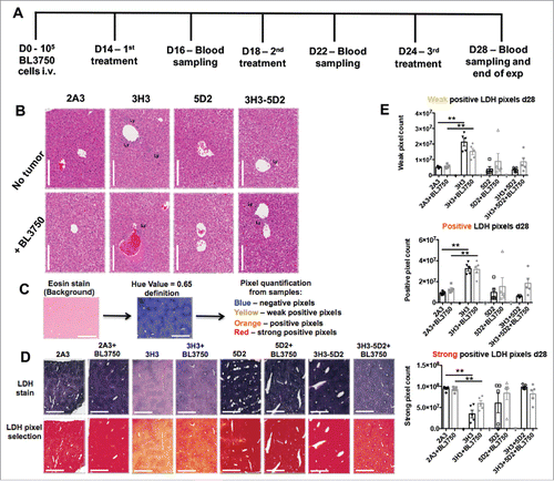 Figure 4. Sustained combination treatment of advanced tumor burden. (A) Experimental schedule of sustained 2A3, 3H3, 5D2, or 5D2 plus 3H3 treatment against advanced BL3750 lymphoma burden (treatment starting 14 d post BL3750 cells i.v. inoculation) as indicated. (B) H&E staining of livers 28 d after BL3750 inoculation reveals increased lymphocyte infiltration in 3H3 and 3H3 plus 5D2 treatment groups. Representative images from liver are shown. Scale bar = 1000 μm. Lymphocyte infiltrates (Ly) were observed in some treatments. (C) Lactic dehydrogenase reaction with eosin as background stain was performed in liver frozen sections (unfixed samples). Slides were scanned using 40x scan magnification. The Aperio Algorithm: Positive Pixel Count V9 was used to quantify positive pixels. A Hue Value = 0.65 was set up to exclude the background stain (eosin) from analysis and reveal the LDH stain intensity by pixels quantification (where yellow selected pixels = weak positive pixels; orange = positive pixels; red = strong positive pixels). (D) Representative LDH images from liver are shown in the first line according the treatment group, pixel selection by image analysis is represented in the line below. Scale bar = 1000 μm. (E): Weak, positive and strong positive pixel quantification from one field/liver/group are represented. Statistical analysis was performed using a Mann–Whitney test, **p < 0.01; n = 5.