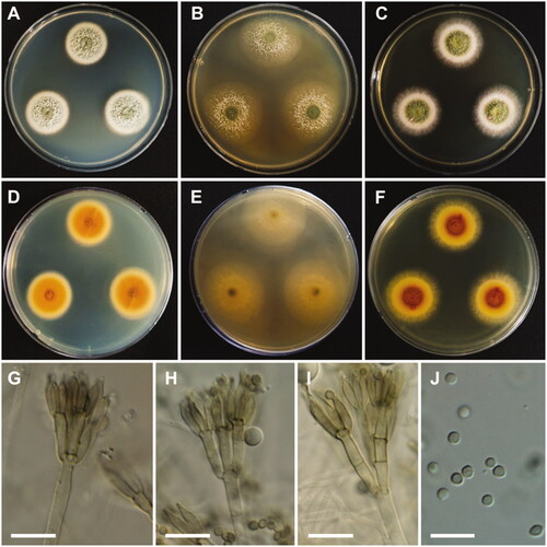 Figure 12. Morphology of Talaromyces adpressus. A, D: Colonies on Czapek yeast autolysate agar (CYA). B, E: Colonies on malt extract agar (MEA). C, F: Colonies on yeast extract sucrose agar (YES). (A–C: obverse view, D–F: reverse view). (G–I) Conidiophores; (J) Conidia (scale bars: G–J = 10 μm).