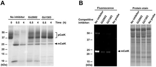 Figure 3. The inhibitors Gü1303 and Gü2602 suppress the autocatalytic activation of the cathepsin K zymogen and target cathepsin K in cells. (A) The zymogen of cathepsin K (pCatK) was incubated in the presence and absence of inhibitor (10 µM) at pH 4.0, and the generation of mature cathepsin K (mCatK) was analysed at the indicated times. The reaction mixture was resolved by SDS-PAGE and visualised by protein staining. The positions of pCatK and mCatK are indicated; note mass heterogeneity of pCatK due to glycosylationCitation61. (B) The U-2 OS cells were pre-treated with inhibitor (1 µM) for 3 h, followed by 24 h incubation with a fluorescent activity-based probe specific for cathepsin KCitation40 (1 μM); quenching of the labelling reaction by competitive inhibition was analysed. Cell lysates were resolved by SDS-PAGE and visualised by fluorescence imaging (left) and protein staining (right). The position of mCatK is indicated. In control experiments, the probe or inhibitor was omitted.